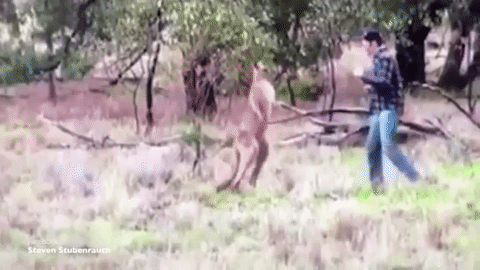 roo-punch-gif